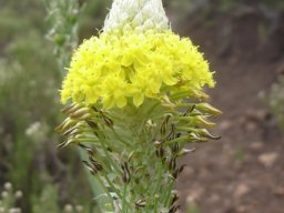 Bulbine narcissifolia farewell to flowers